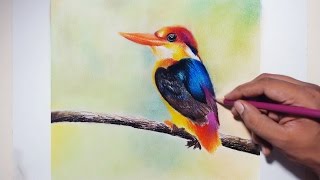 Drawing Black backed Kingfisher - Faber-Castell polychromos and prismacolor pencils.