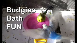 How to Give your Budgies a Bath for the First Time THE EASY WAY! Budgie Bath Time Fun!