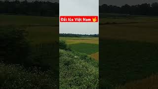 Vietnamese rice 🌾 land 🤟 | beautiful Vietname | #vietnam #rice #land #farming #farmer #jonivlogs369