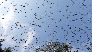 Les Chauves Souris envahissent Yaoundé, la Capitale du Cameroun à quelques mois de la CAN 2021