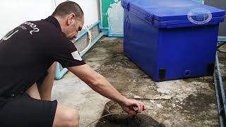 Monitor Lizard Rescue