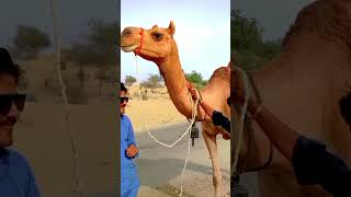 Animale camel sound in Desert😯      CamelDesert #camel #shorts #shortsvideo #share