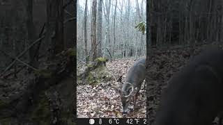 BIG BUCK Va national forest