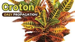 Croton (Codiaeum) Propagation