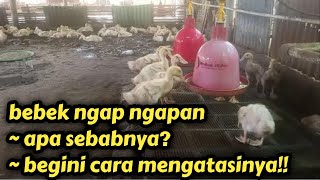 penyebab bebek ngap ngapan dan cara pengatasinya