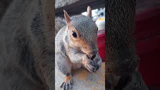 Beautiful Tiny The Squirrel Eating A Peanut