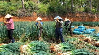 Thu hoạch “HÀNH KHỔNG LỒ” của nông dân Đà Lạt.