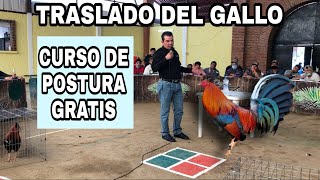 Traslado de los Gallos al palenque | Curso de Postura GRATIS por el pastor Mike Resendiz | parte 4