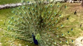 Beautiful Peacock(Peafowl) dance