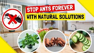 Natural Ways to Get Rid of Ants Permanently (I Wish I Knew This Before)