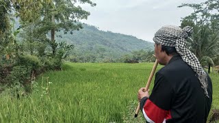 HARIRING SULING DI PESAWAHAN BIKIN BETAH