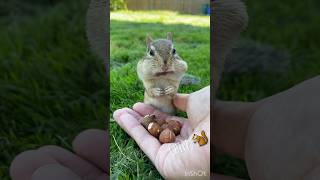 Chippy had Hazelnuts for the first time😍 #chipmunk #シマリス #cuteanimals #shorts #chipmunkparadise