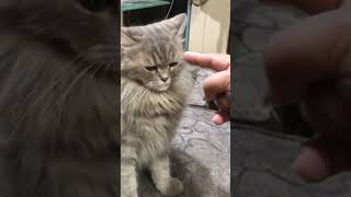 Jerry#teasingmom#funny#cat#shortvideo#short