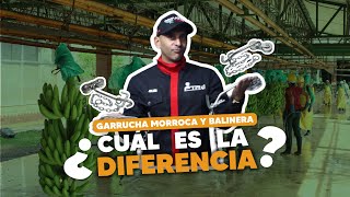 Diferencia entre garrucha morroca y garrucha libre de mantenimiento