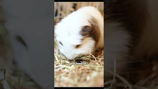 they need space! #guineapig #pets