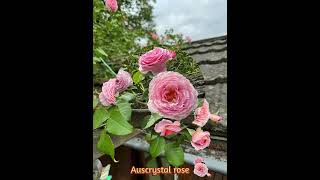 Auscrystal rose #rose