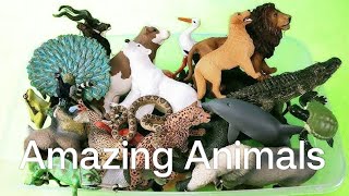 Beautiful Animal Moments | Amazing Scene of Wild Animals In HD | Scenic Relaxation Film