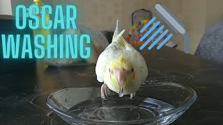 How to wash a cockatiel? - How does a cockatiel take a bath? - How does a cockatiel drink water?