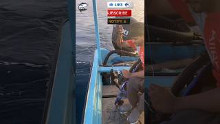 See how we caught small tuna today😱#fishvideo #foryou #fishing #sea #uae #bigfish #dubaisea