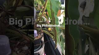 Philodendron - Oversize 😁… tanaman