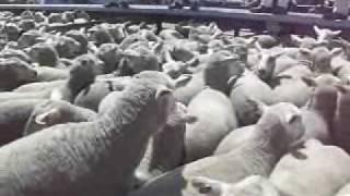 Naracoorte sheep sale