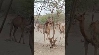 Thirsty camels in the desert drink all the water kept for the birds