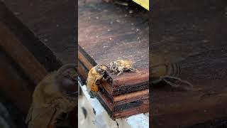 Drone gets food from worker bee. Until guy with camera butts in.