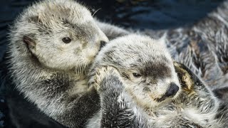 L'Animal le Plus Poilu du Monde est à Lisbonne ! 😍🦦