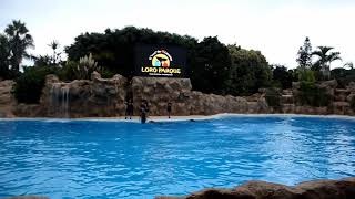 Loro Parque. Tenerife. Лоро Парк. Тенерифе