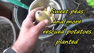 Sweet peas and more rescued potatoes planted  19 05 2021