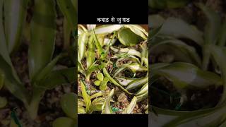 kabaad se jugad #the_home_botanist #plantcare #gardening #shortvideo