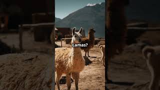 Warum haben Lamas 3 Augenlider?