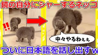 【2ch動物スレ】鳴き声が「なかなか、やるねぇ」の猫、威嚇した結果→可愛すぎるwww