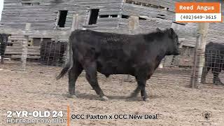 Reed Angus 24 hfr or cow bull