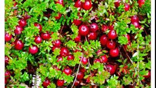 Клюква крупноплодная ( Vaccinium macrocarpum )