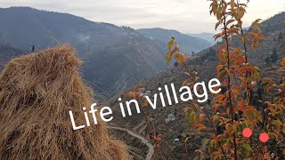 plum, pear, Gala plant ..life in village... wonderful view #kotkhai #shimla #himachal