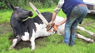 Thrilling Tree Cutting & Cow Milking on a Farm - Must See!