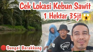 CEKLOK KEBUN SAWIT || 1 Hektar 35 jt