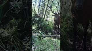 Beautiful red deer stag in good mood and ready for the rut!