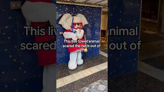 Shocked and Amazed: The Time a Live Towel Animal Scared Me! #carnivalcruise #towelanimal #cruise