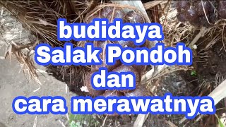 Budidaya Salak Pondoh dan cara merawatnya