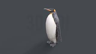 King Penguin 3D Low poly Game Ready