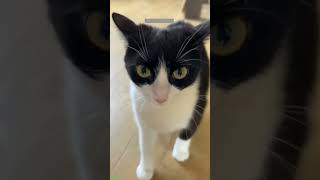 ❤️🐈 Funny cats ❤️🐈 , ❤️Cute cats #CatHouse  episode 620