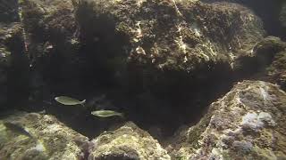 Otranto - Underwater cam