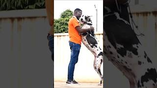 Hugging the Great Dane #GreatDane #shorts #dog