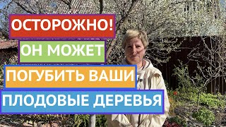 ЭТО ЗАБОЛЕВАНИЕ МОЖЕТ ОСТАВИТЬ ВАС БЕЗ ПЛОДОВЫХ ДЕРЕВЬЕВ И КУСТАРНИКОВ!