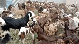 shiroi nasl bakre and bakri *Kp Goat Farm Kishangarh Ajmer Rajasthan*8955648270