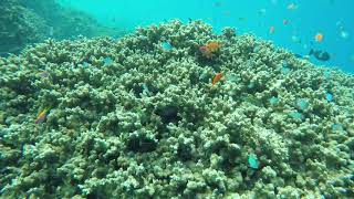 Snorkeling with Secret Paradise Maldives