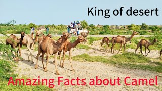 Top 30 Amazing Facts About Camels | Interesting Facts About Camels-Group of camels running for water