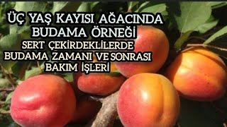 Üç yaş Kayısı budama, sert çekirdeklilerde farklı, hangi dönem zamanThree year old Apricot pruning